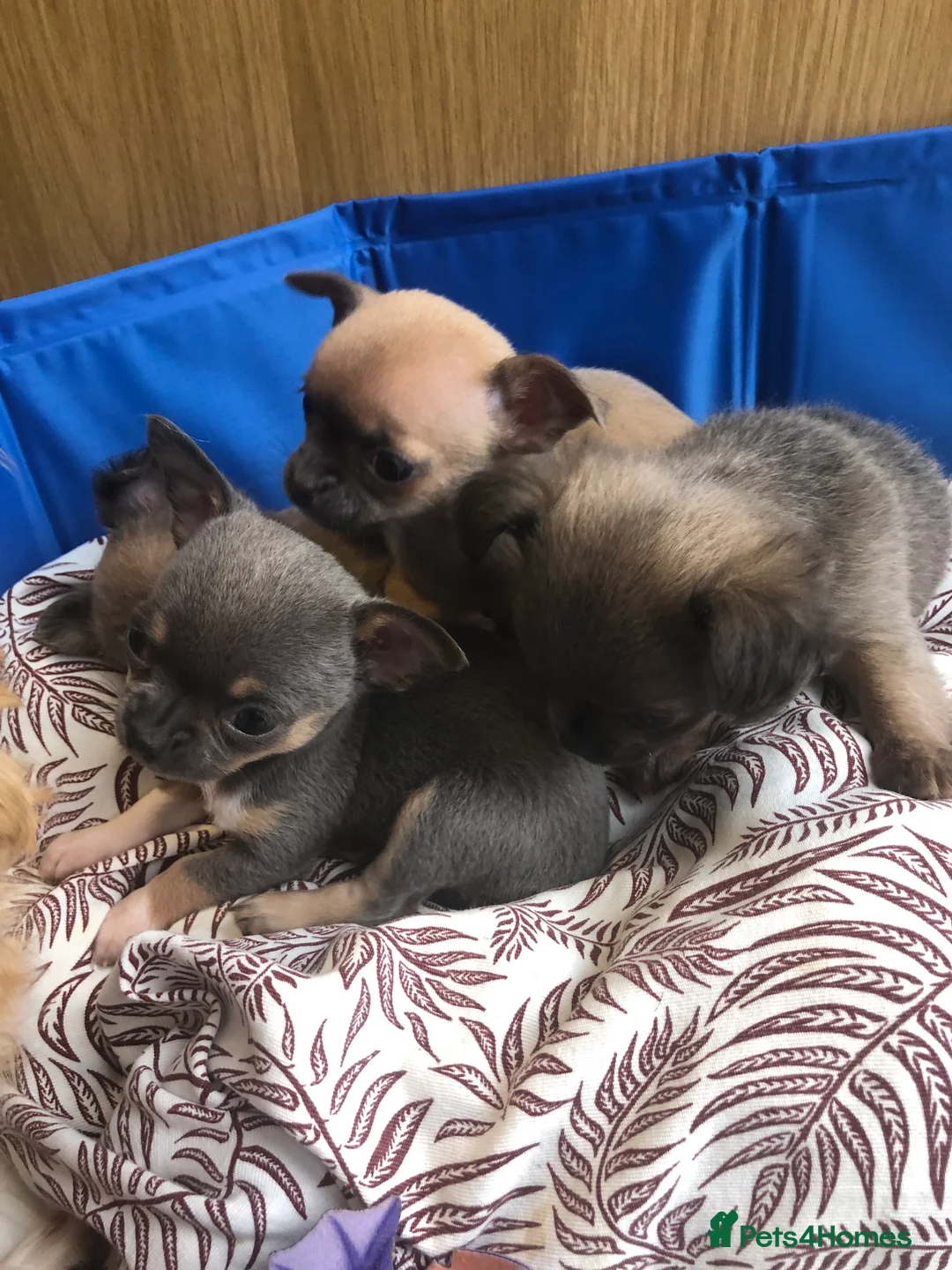 Chihuahua dogs for sale: Long haired and short haired chihuahua puppies - Advert 19