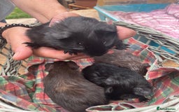Guinea Pig rodents for sale: Male guinea pigs  - Image 2
