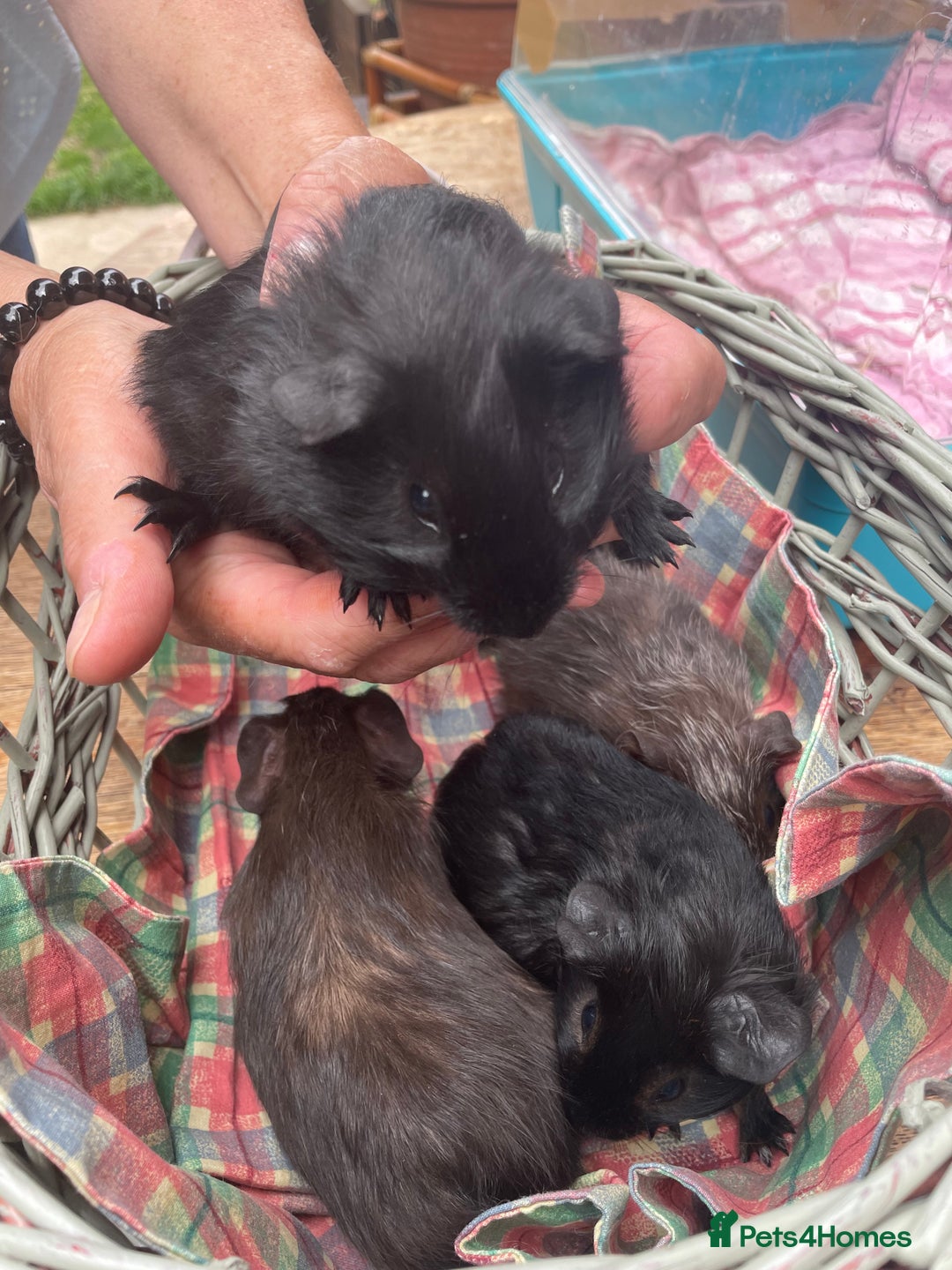 Guinea Pig rodents for sale: Male guinea pigs  - Image 2