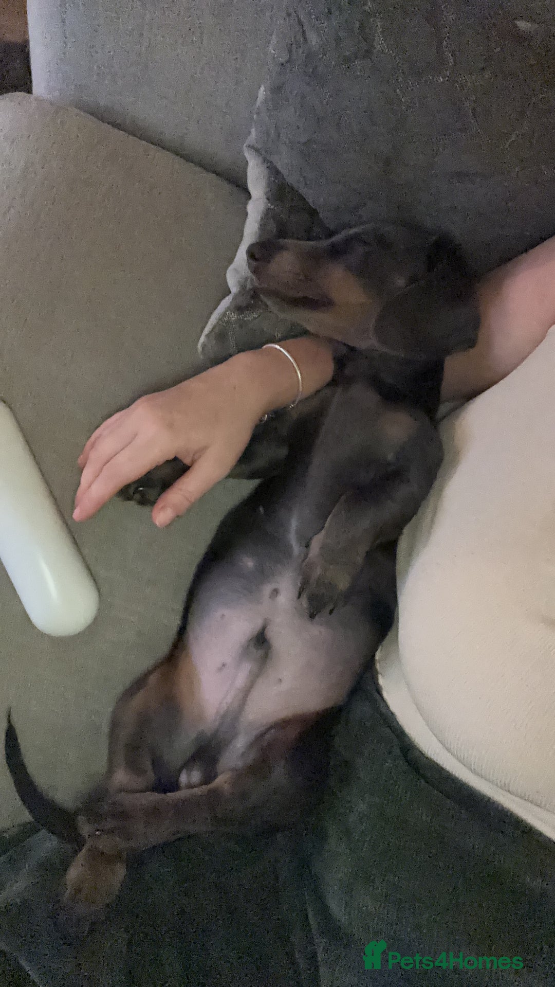 Miniature Dachshund dogs for sale: “Miniature dachshund”  - Advert 12