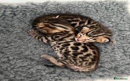 Bengal cats for sale: Exceptional show quality Brown TICA registered 🥰 - Image 32