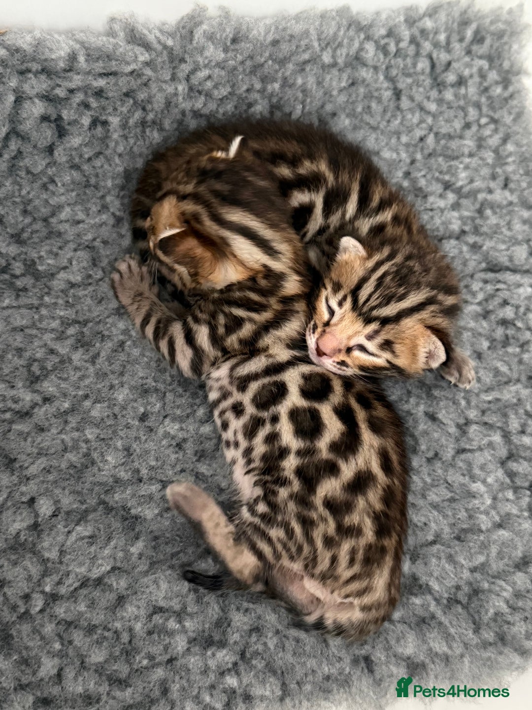 Bengal cats for sale: Exceptional show quality Brown TICA registered 🥰 - Image 32