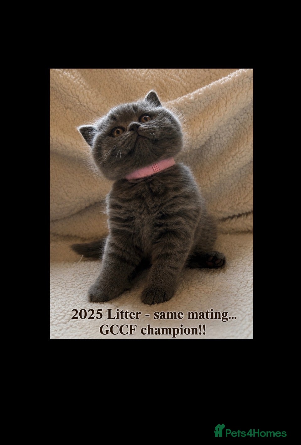 British Shorthair cats for sale: Chubby GCCF champion Litter Blue BSH - Advert 1