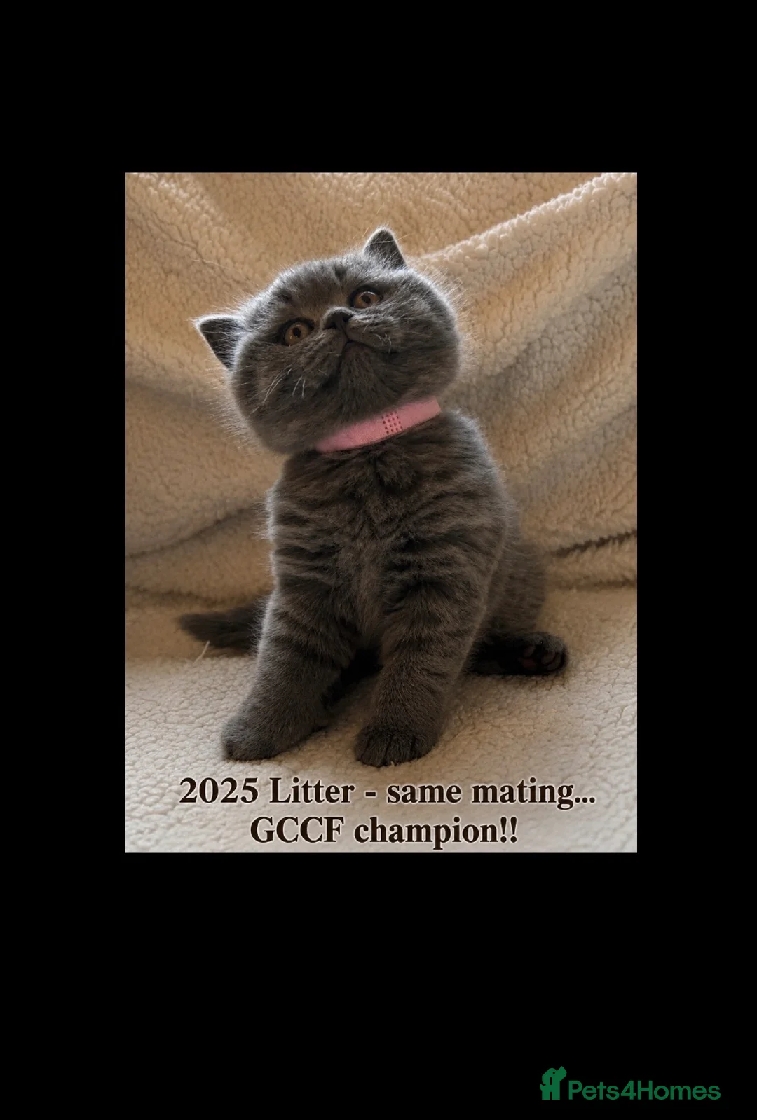 British Shorthair cats for sale: Chubby GCCF champion Litter Blue BSH in Mold - Advert 2