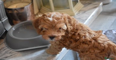 Cockapoo dogs - Advert 6