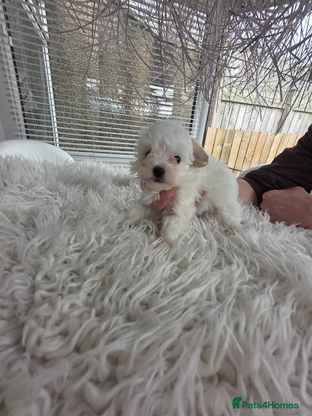 Maltipoo dogs for sale:  Ready 6.3.26 Tiny korean maltipoo females in Berwick-upon-Tweed - Advert 2