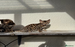 Bengal cats for sale: 5 Bengal kittens , 2 boys and 3 girls  - Image 9