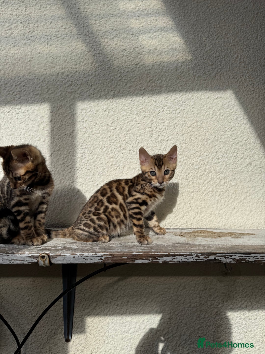 Bengal cats for sale: 5 Bengal kittens , 2 boys and 3 girls  - Image 9