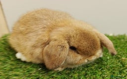 Mini Lop rabbits for sale: Vaccinated wellhandled Mini Lop-please read advert - Image 9