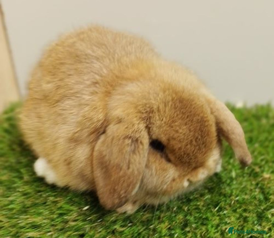 Mini Lop rabbits for sale: Vaccinated wellhandled Mini Lop-please read advert - Image 9
