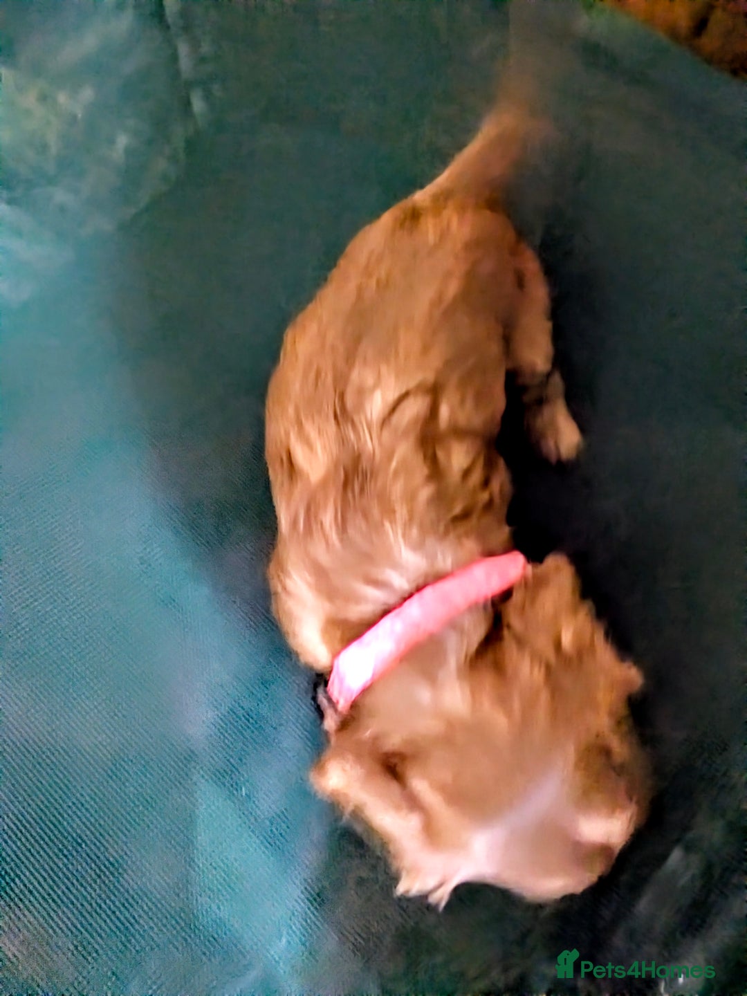 Cavalier King Charles Spaniel dogs for sale: Stunning Deep Ruby Cavalier king Charles puppies  - Image 8