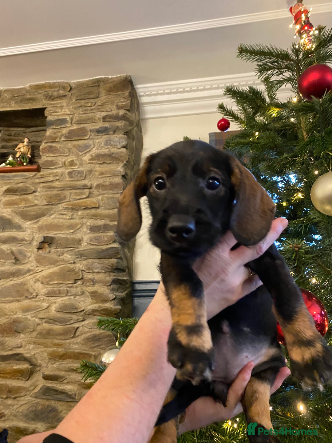 Mixed Breed dogs for sale: For Sale German wire haired pointer  x dashound  - Advert 13