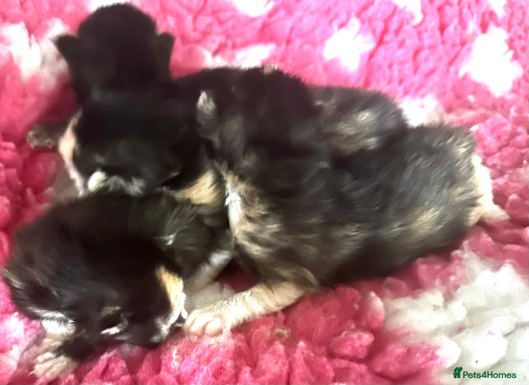 Maine Coon cats for sale: Tica Registered  Maine Coons  - Advert 7