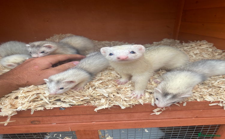 Ferret rodents in Redditch - Advert 14