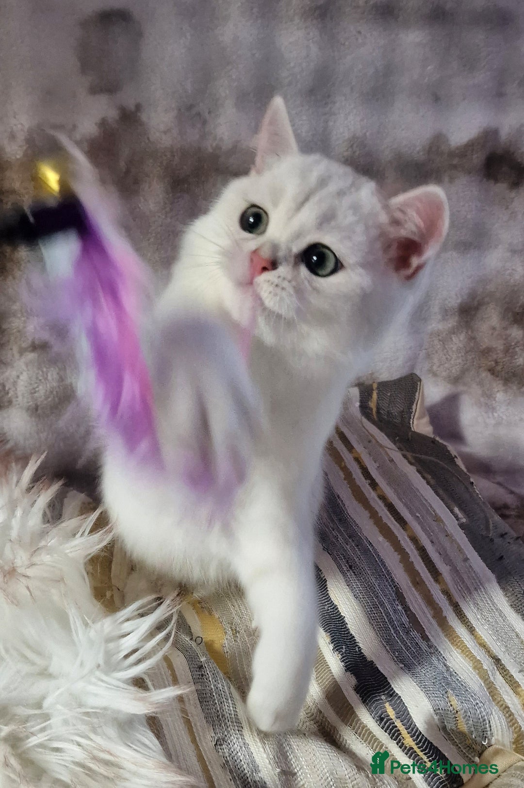 British Shorthair cats for sale: GOLDEN & SILVER BRITISH SHORTHAIR KITTENS TICA - Image 11