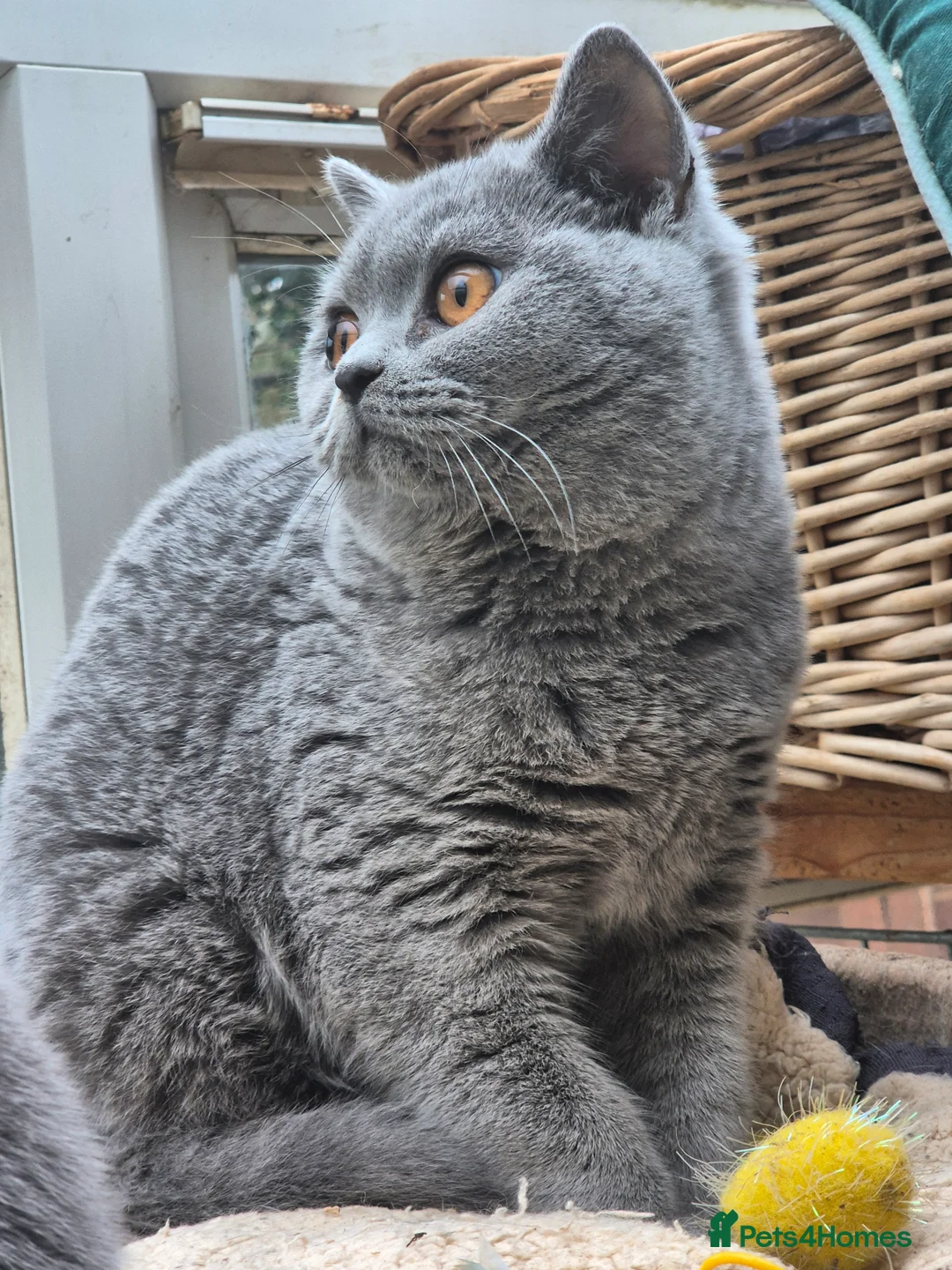 British Shorthair cats for sale: Stunning BSH kitten GCCF Reg Champion sired - Advert 2