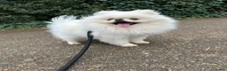 Pomeranian dogs for sale: White male Pomeranian age 3 - Advert 6