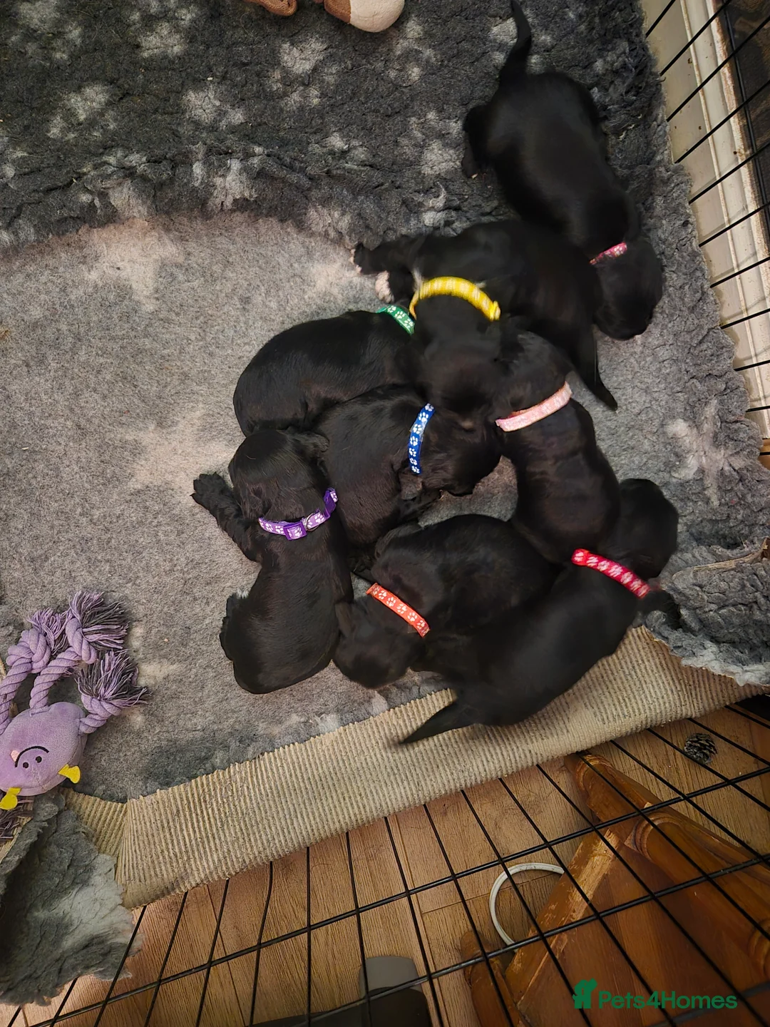 Cocker Spaniel dogs for sale: 8 cocker spaniel pups  - Advert 2