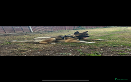 Akita dogs for sale: American Akita  - Advert 6