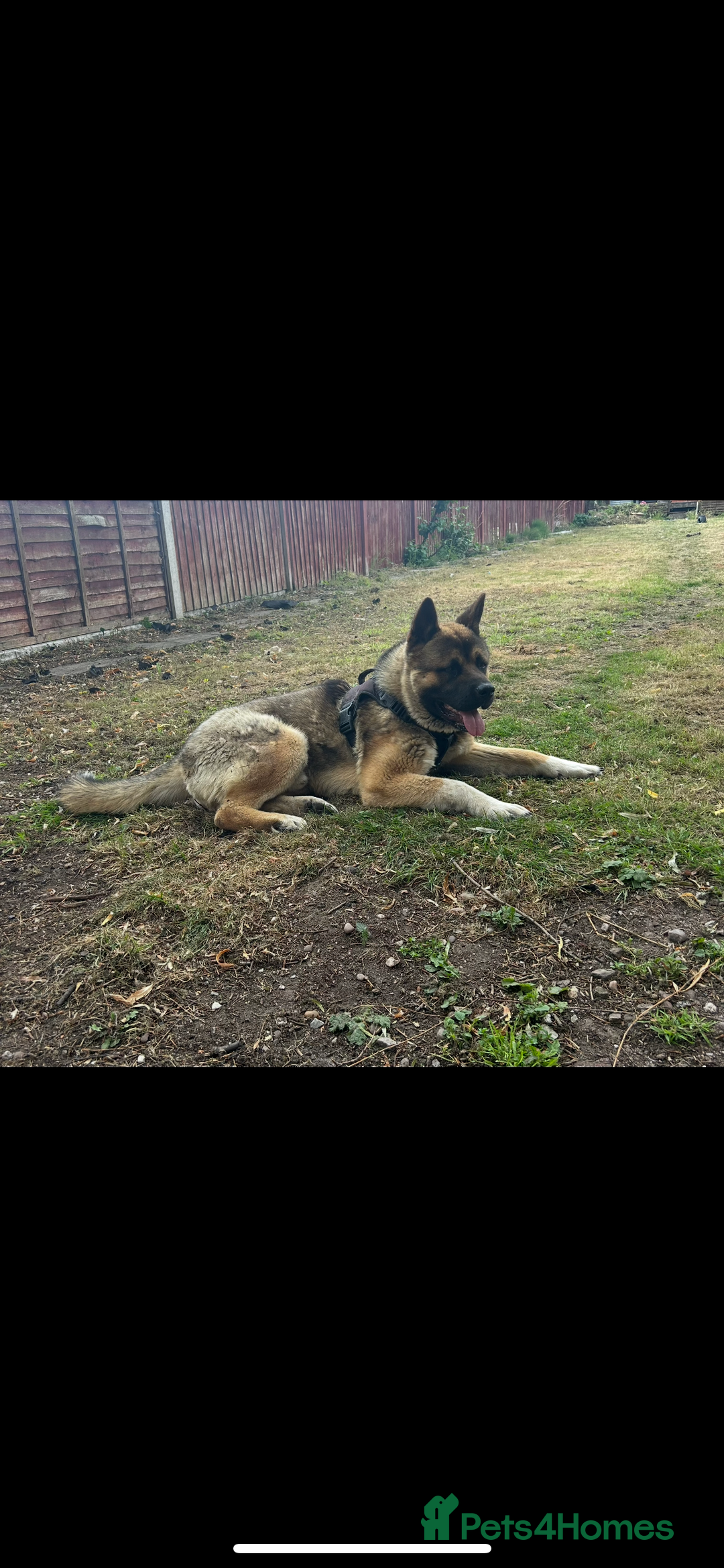 Akita dogs for sale: American Akita  - Advert 6