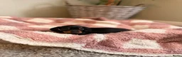 Miniature Dachshund dogs for sale: KC Miniature Smooth Dachshund Puppies - Advert 6