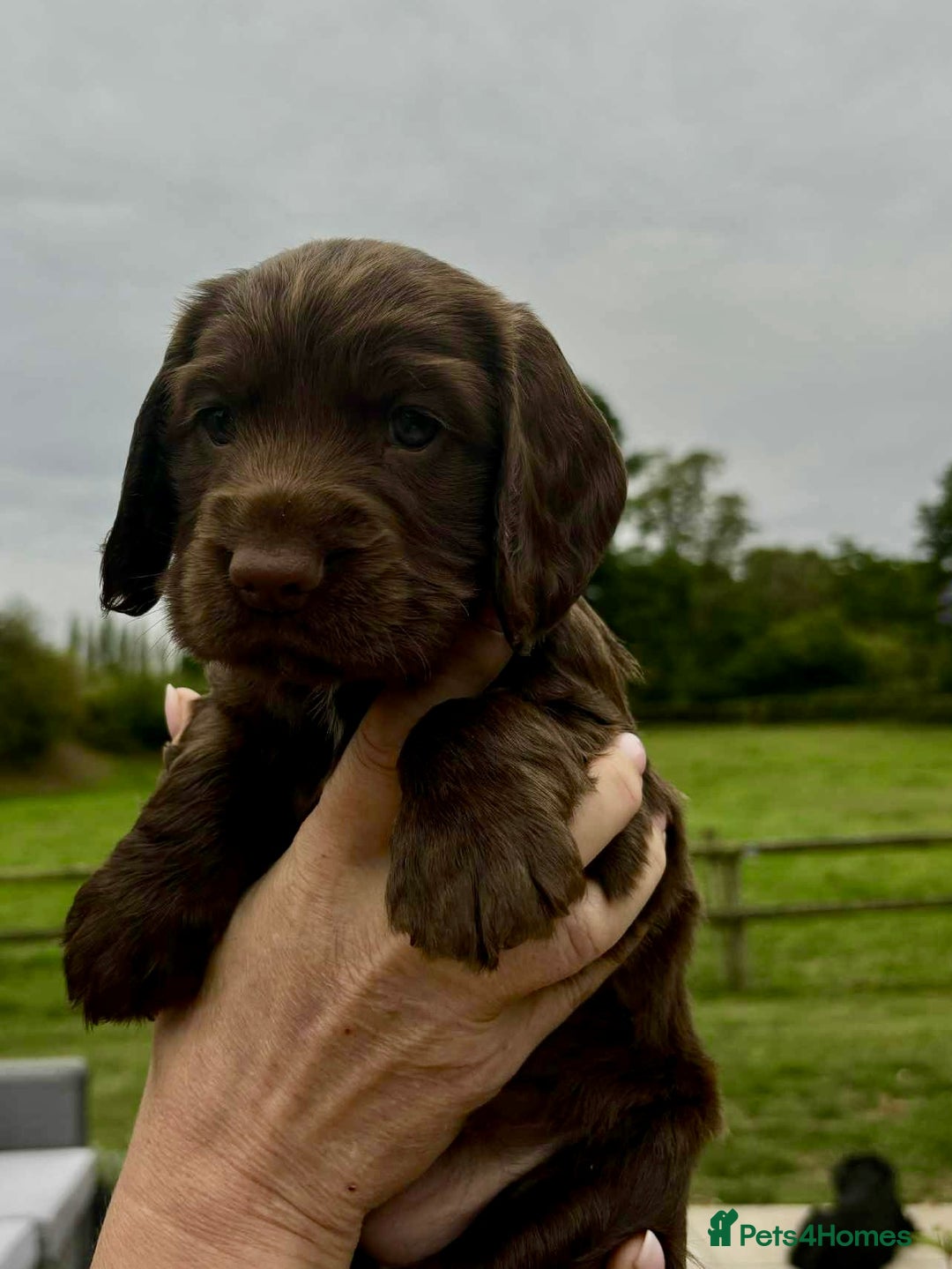 Cocker Spaniel dogs for sale: Cocker Spaniel Purebred Puppies Bitches available - Image 15