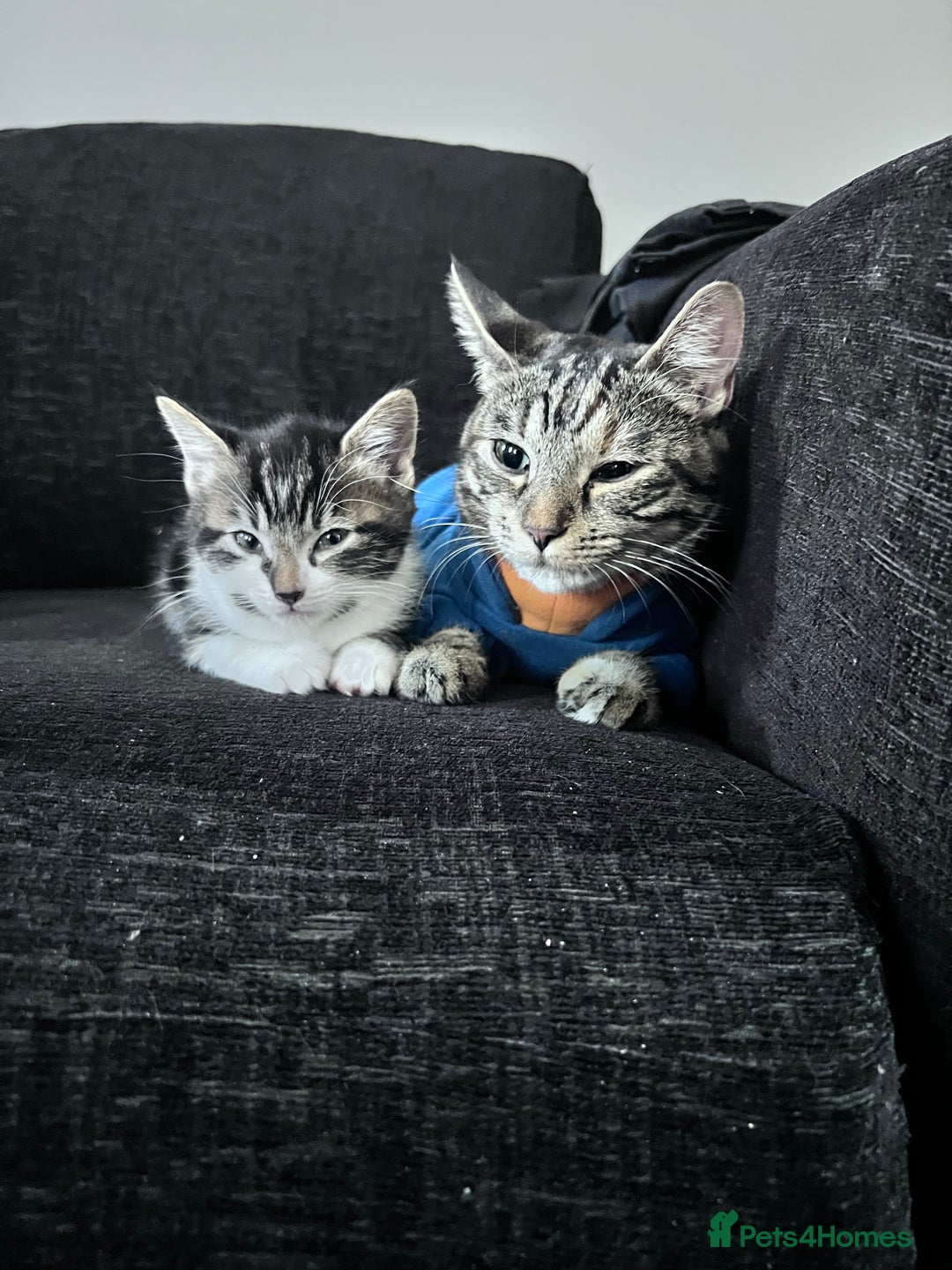 Domestic Shorthair cats for sale: Beautiful Kittens Looking New home - Advert 3