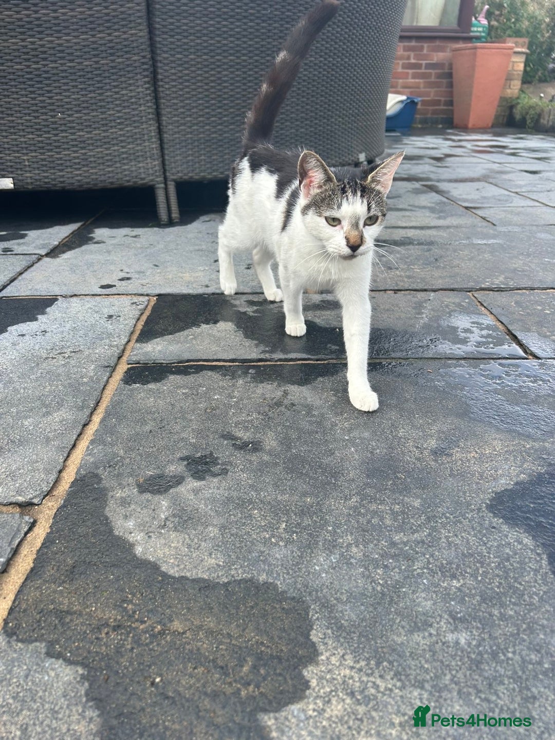 British Shorthair cats for sale: Sister cats need rehoming asap  - Image 5