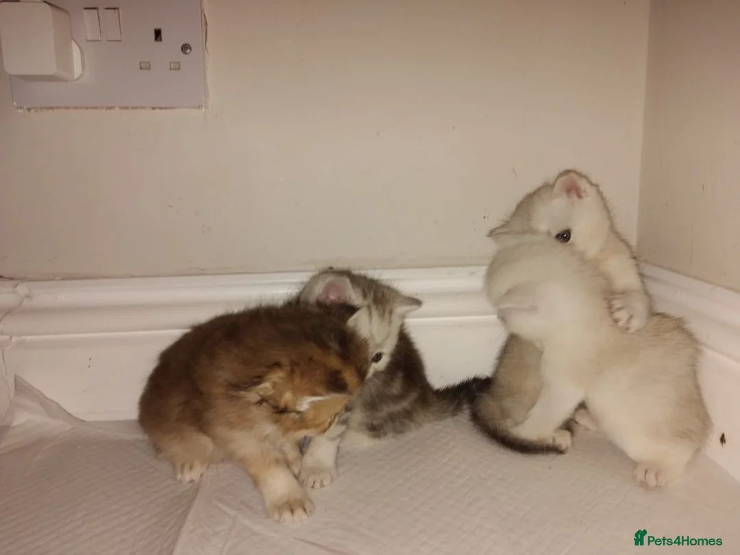 Scottish Fold cats for sale: Lovely Scottish/straight kittens - Advert 1