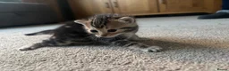 Bengal cats for sale: Bengal kittens  - Advert 8