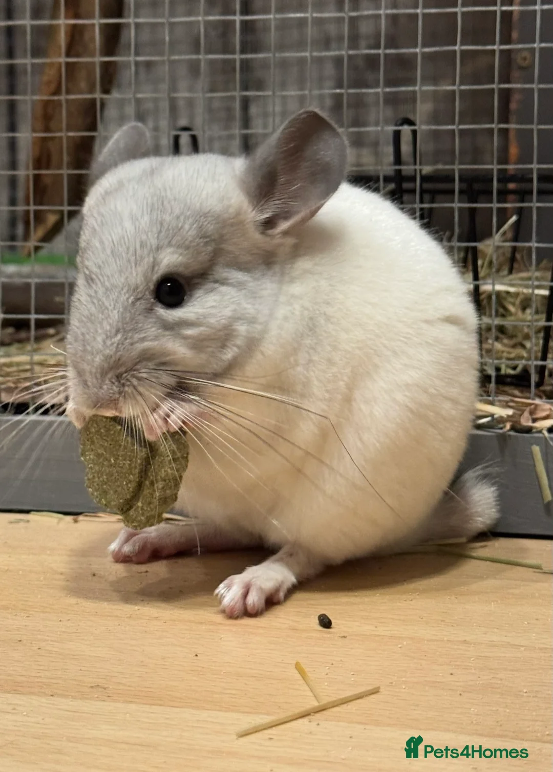 Chinchilla rodents for sale: 7 Month Old Neutered Male Chinchilla - Advert 2