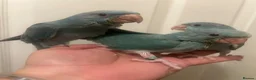 Ringnecks birds for sale: Hand Reared Baby Indian Ringnecks  - Advert 3