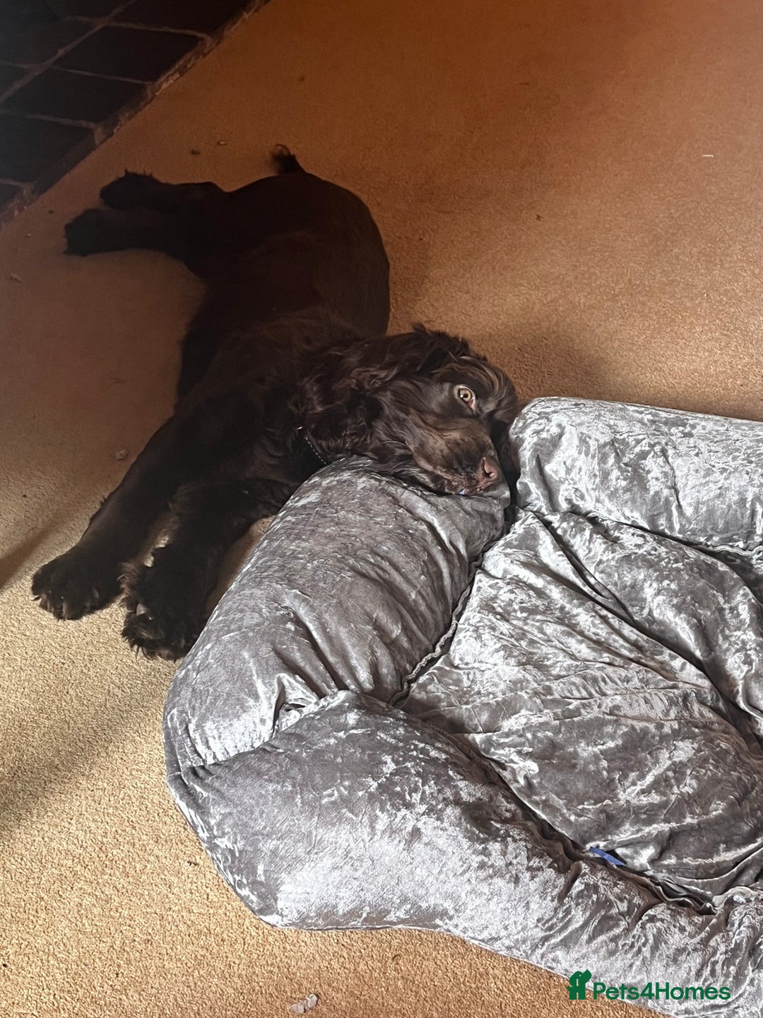 Cocker Spaniel dogs for sale: 6 month old female English show cocker spaniel - Image 3