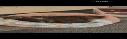 Bengal cats for sale: Bengal kittens - Advert 5