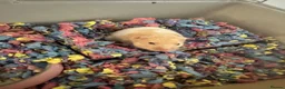Hamster rodents for sale: 3 Syrian hamsters  in Manchester - Advert 4