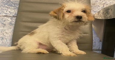 Jack Russell dogs - Advert 2