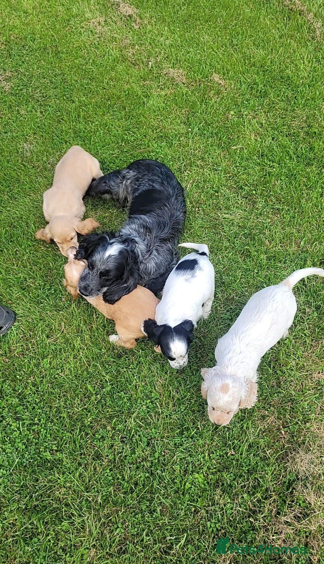 Cocker Spaniel dogs for sale: Stunning cocker spaniel puppies - Image 10