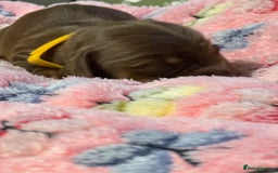 Miniature Dachshund dogs for sale: Long haired miniature dachshund litter  - Image 3