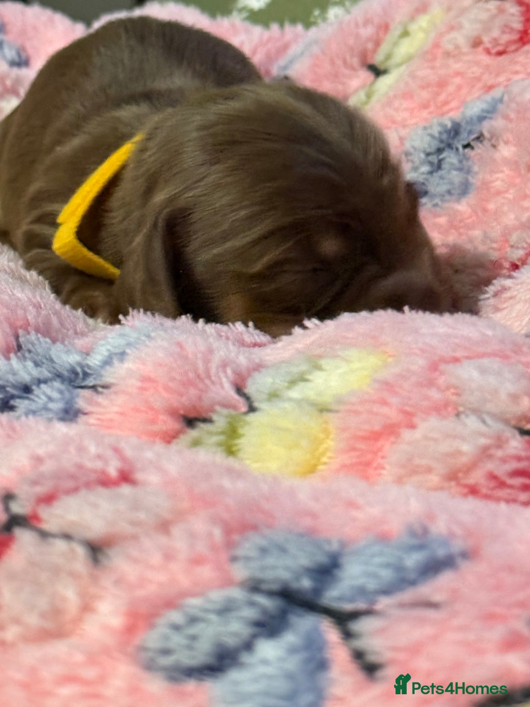 Miniature Dachshund dogs for sale: Long haired miniature dachshund litter  - Image 3
