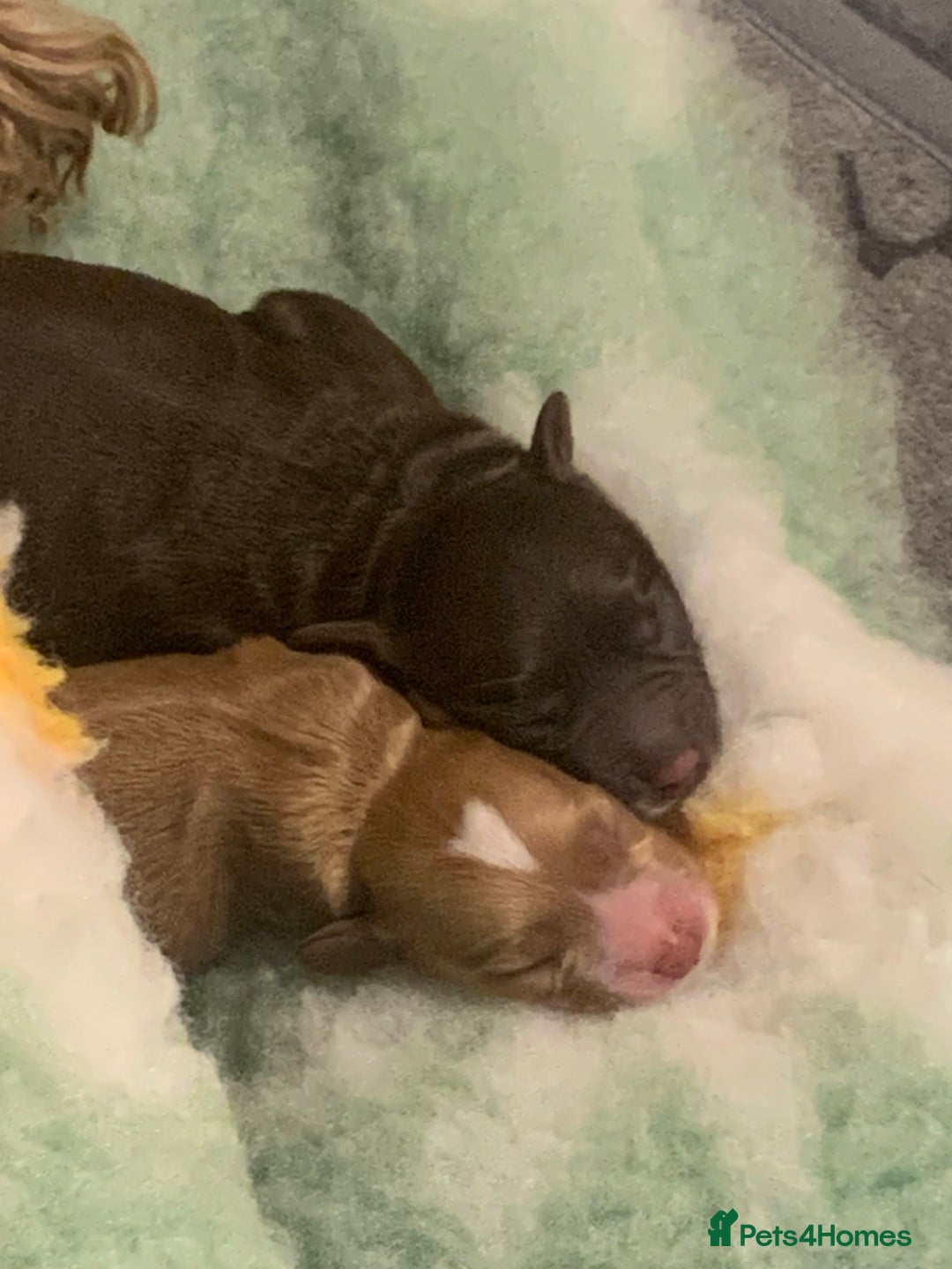 Cockapoo dogs for sale: Cockapoo F1b - Advert 11