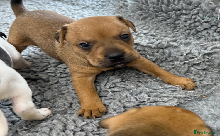 Mixed Breed dogs - Advert 2