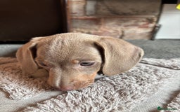 Miniature Dachshund dogs for sale: ❤️❤️⭐️Miniature dachshund⭐️❤️❤️ - Image 21