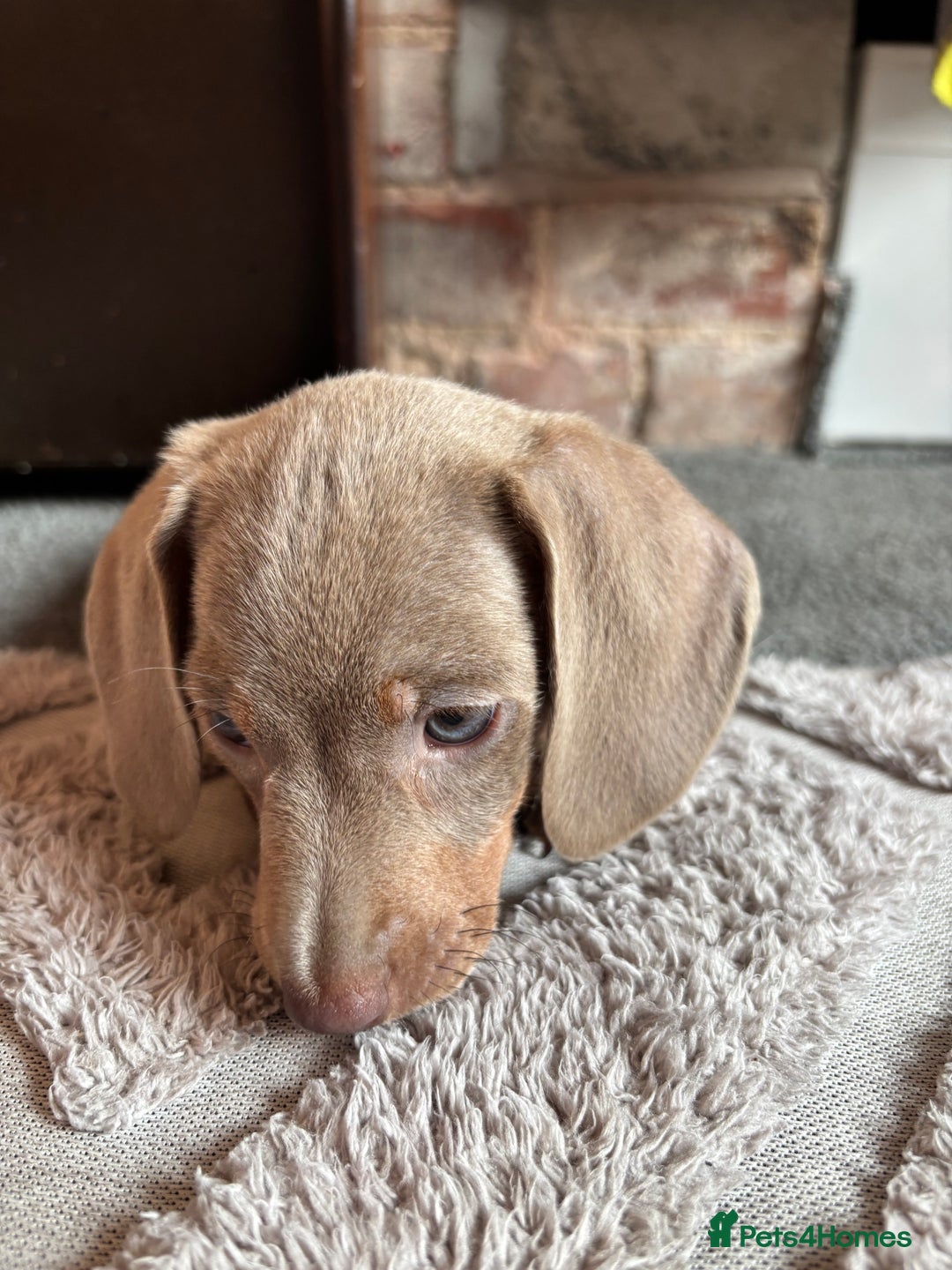 Miniature Dachshund dogs for sale: ❤️❤️⭐️Miniature dachshund⭐️❤️❤️ - Image 21