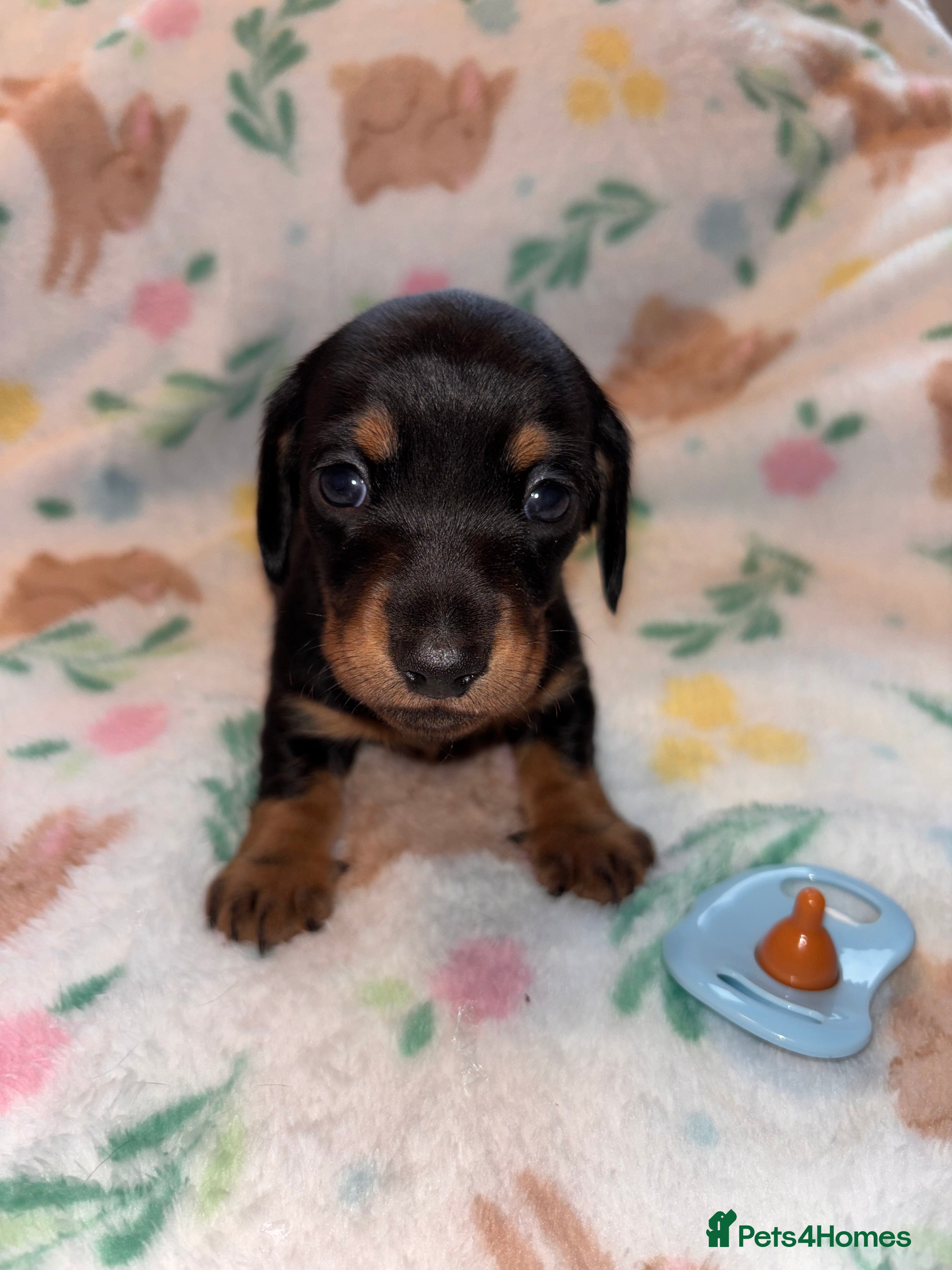 Miniature Dachshund dogs Dreamy miniature dachshunds  - Advert 17