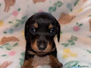 Miniature Dachshund dogs Dreamy miniature dachshunds - Advert 17