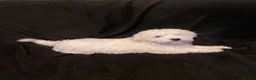 Maltese dogs for sale: Maltese Puppies Girls Ready Now  - Advert 5