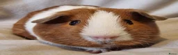 Guinea Pig rodents for sale: Adoption - Bonded Pair Boar(Boy) Guinea Pigs - Advert 7