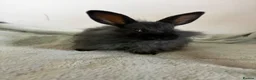 Mixed Breed rabbits for sale: Lionhead cross bunnies ready to go  - Advert 18