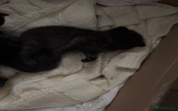 Mixed Breed cats for sale: Ragamuffin mix kittens  - Image 23