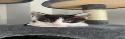Mixed Breed cats for sale: Adorable kittens ready for there loving homes  in Hailsham - Advert 12
